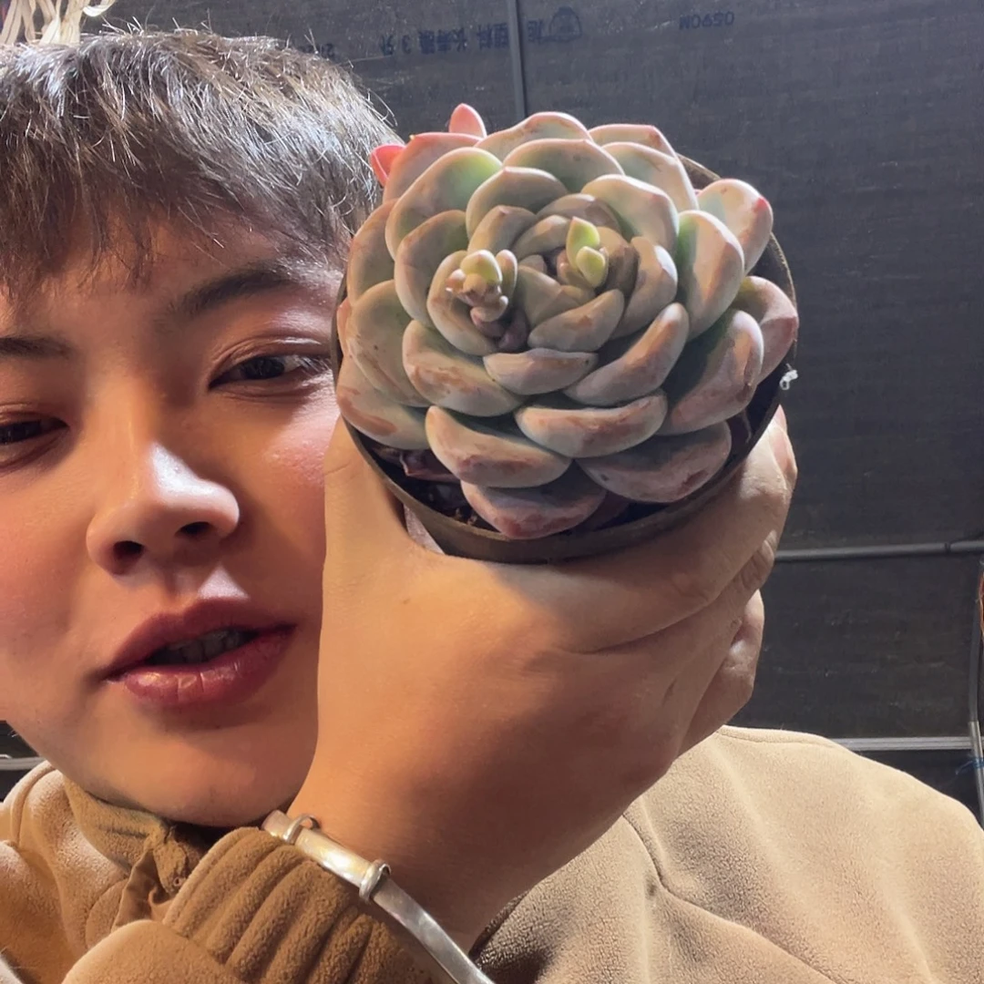 冰玉满20包邮脱土发货
