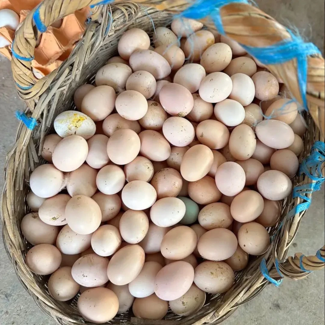 50枚农家土鸡蛋新鲜现捡现发净重4斤