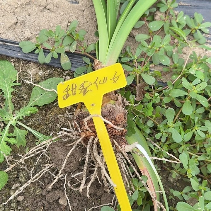 甜蜜妮芙残次不售后