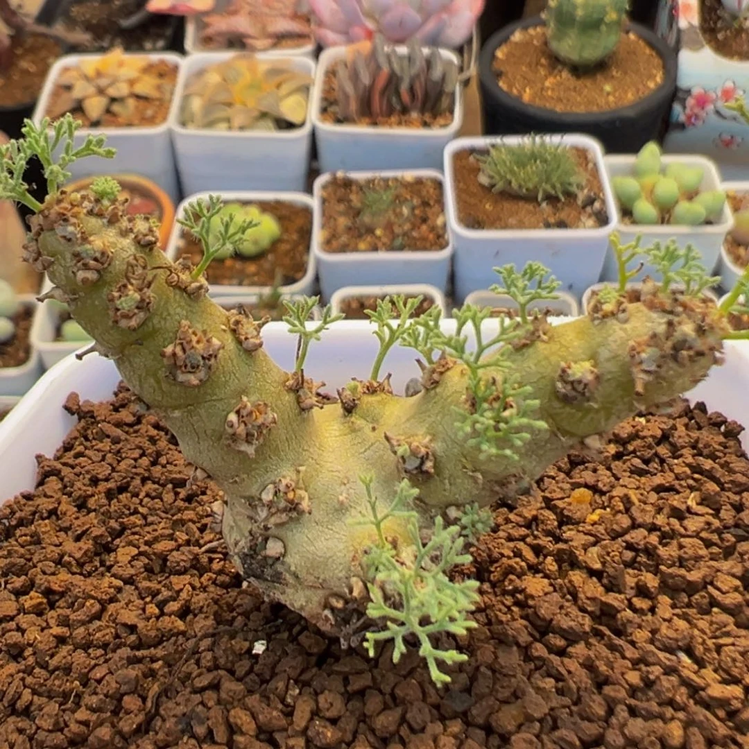 88多肉植物百科白皮月界