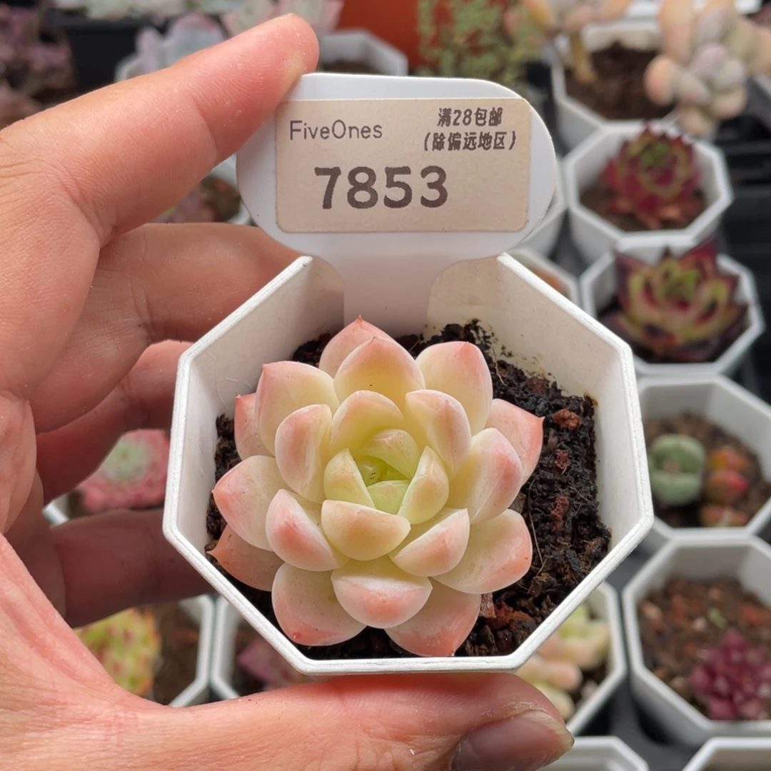 梦幻芭比7853-5厘米
