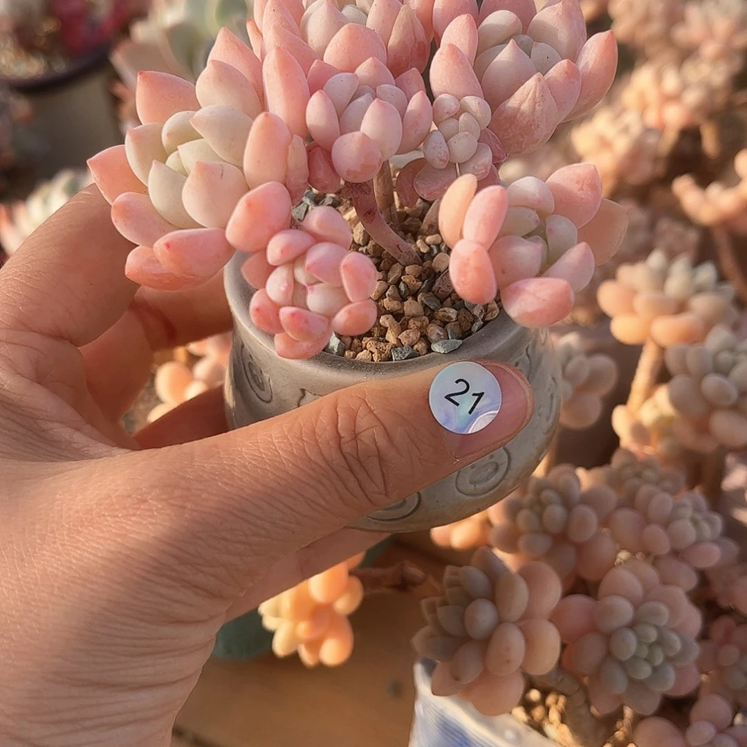 虎*21 多肉含盆土 满30元包邮 除偏远