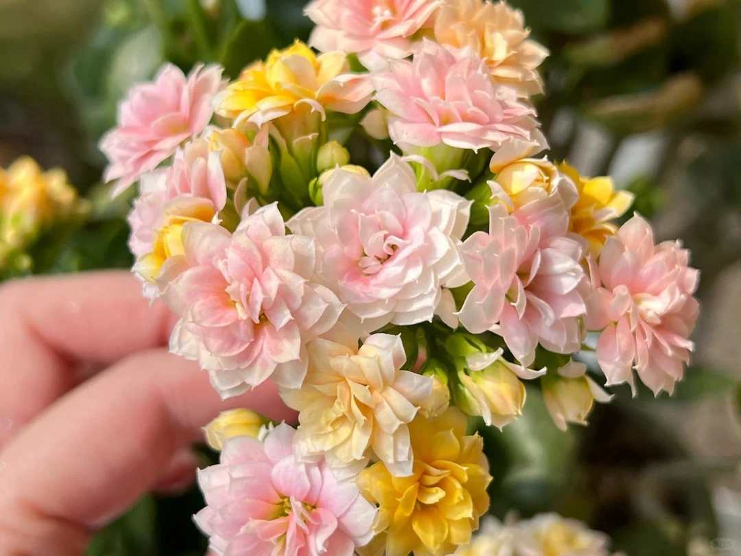 水果糖  长寿花 带花带花苞  阳台花卉盆栽耐旱简单好养