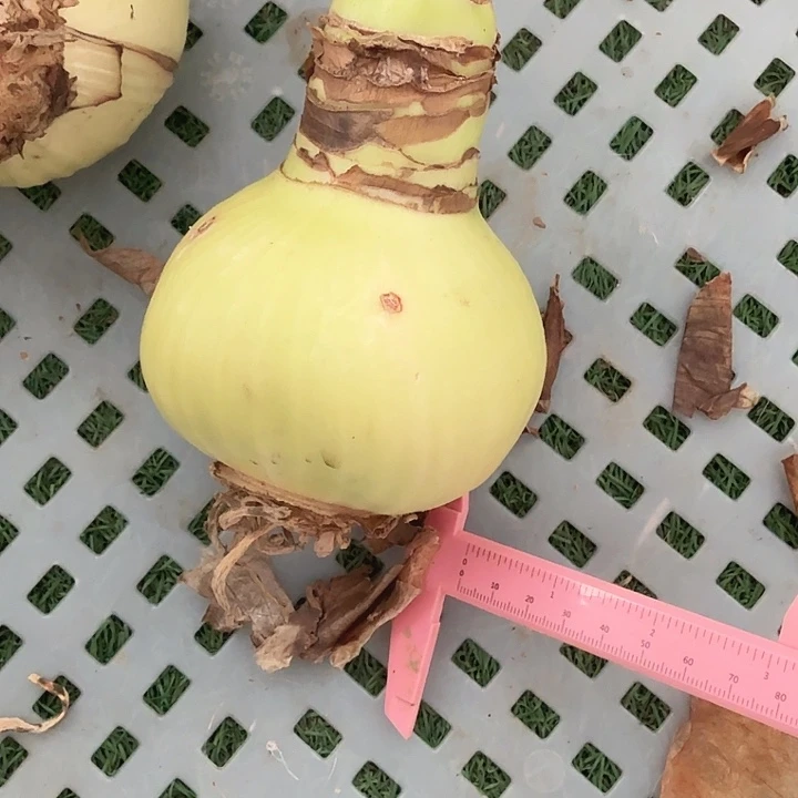 糖果黛丝8+好球进口球