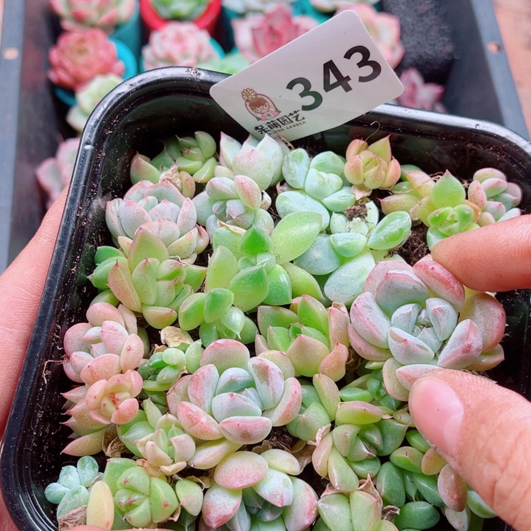 多肉植物多肉植物