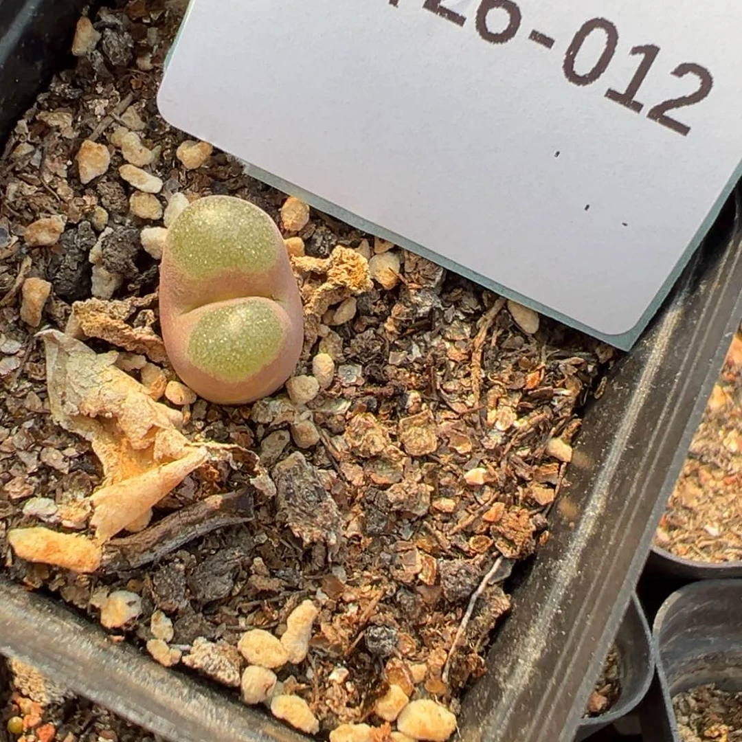 26-12肉锥多肉植物