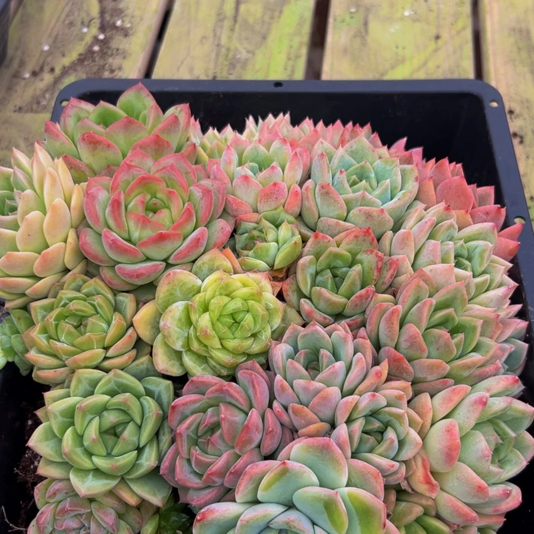 419多肉的小龙虾都有吃过吗
