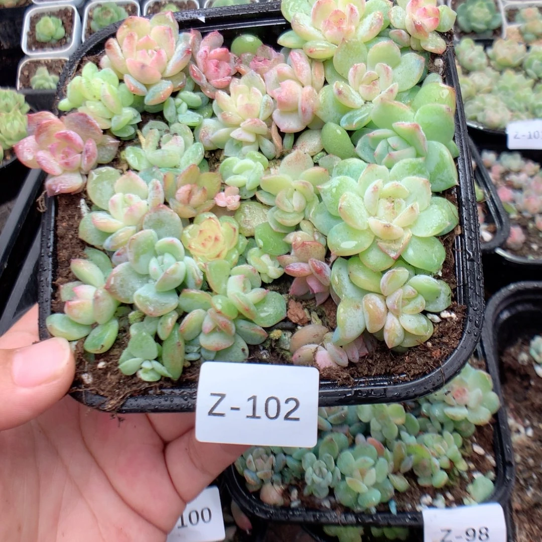 无花朵Z101英语英语