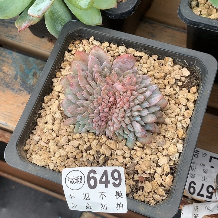 星星橙缀化 有侧切 9月27号左右发货