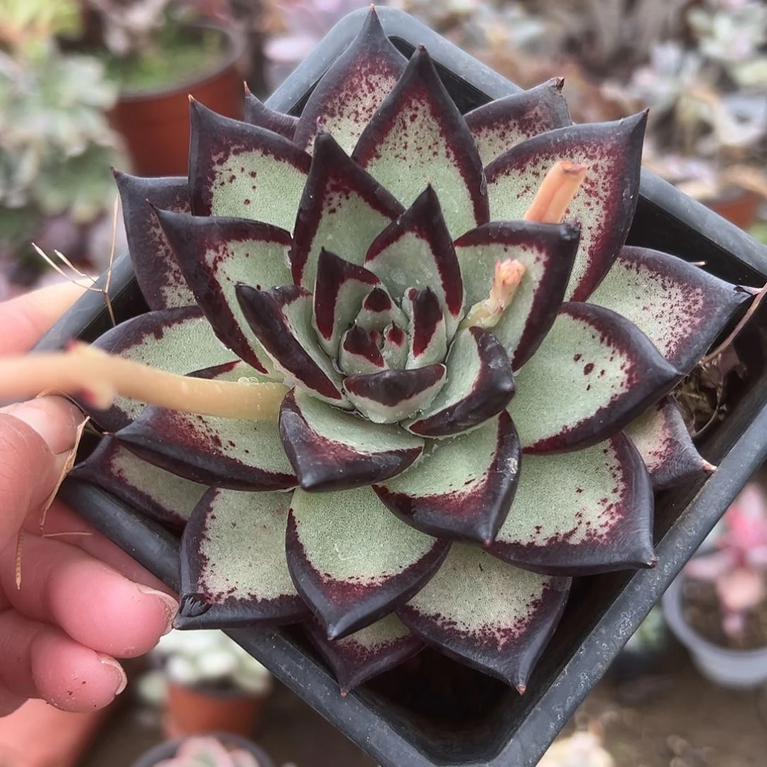 多肉植物单头乌木