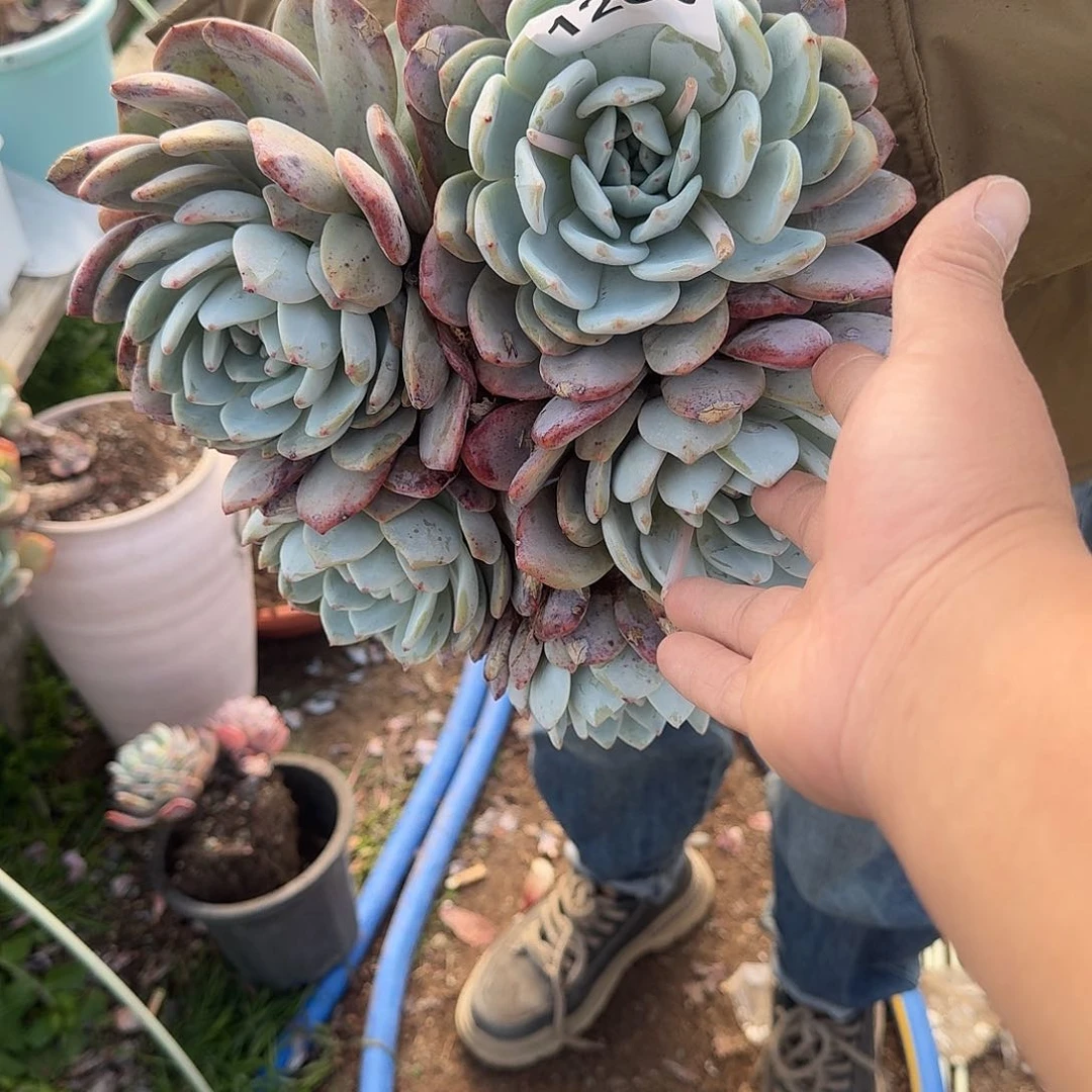 9****哥15666666666666666666