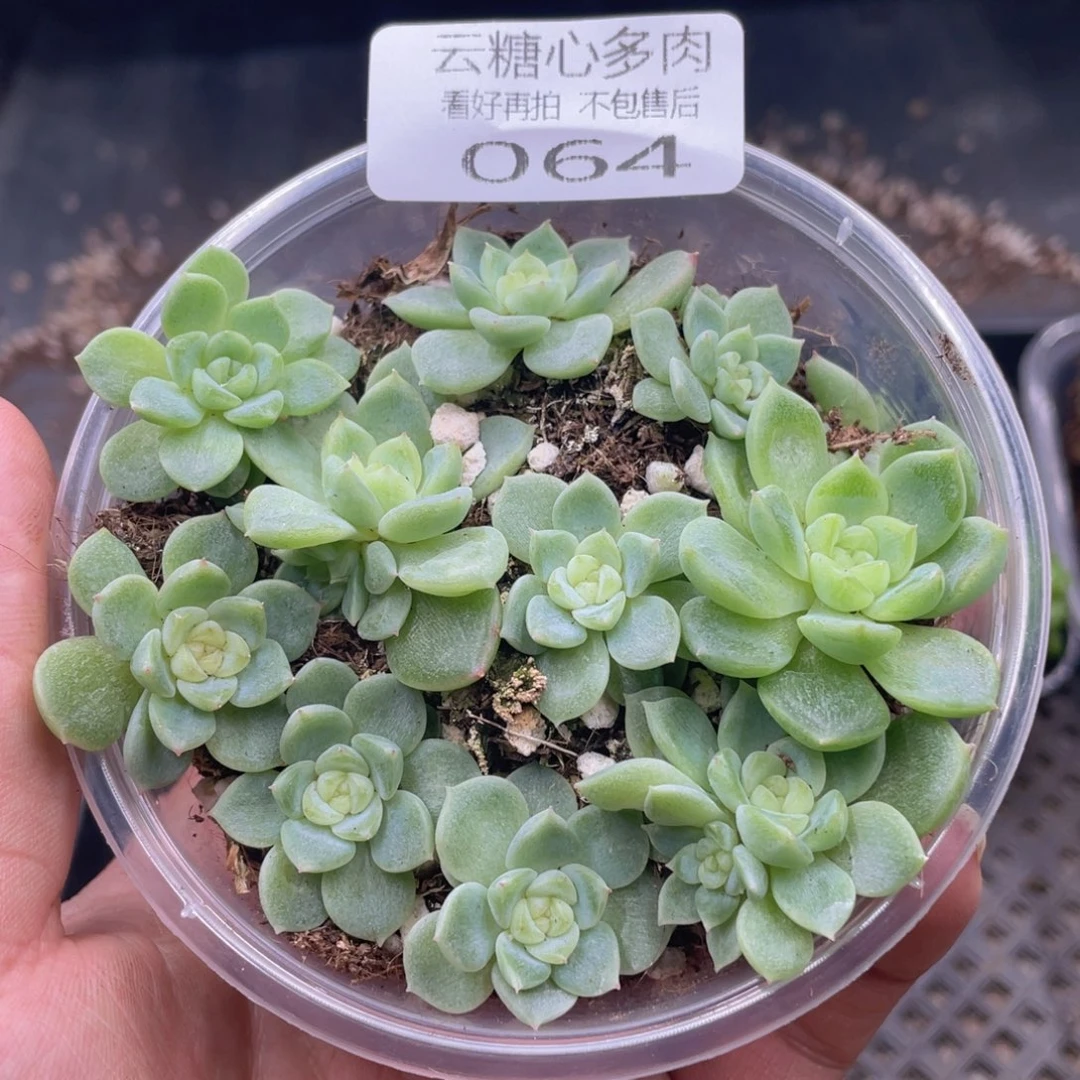 云糖心多肉植物64