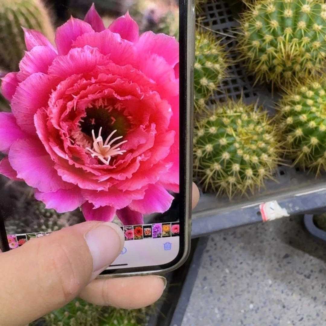 336毛110歪无根侧牙5公分左右，20包邮