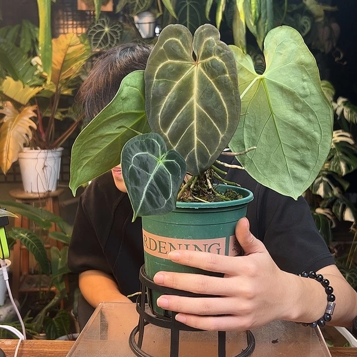 还***谁完全开放一物一拍Q31