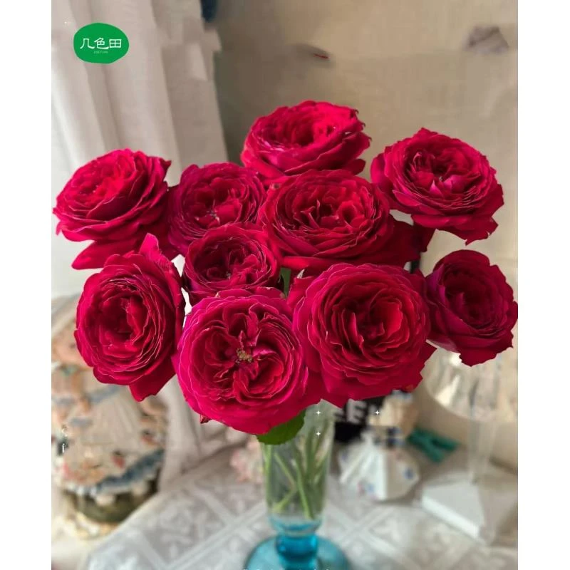 红色芳香----单头玫瑰云南直发鲜花
