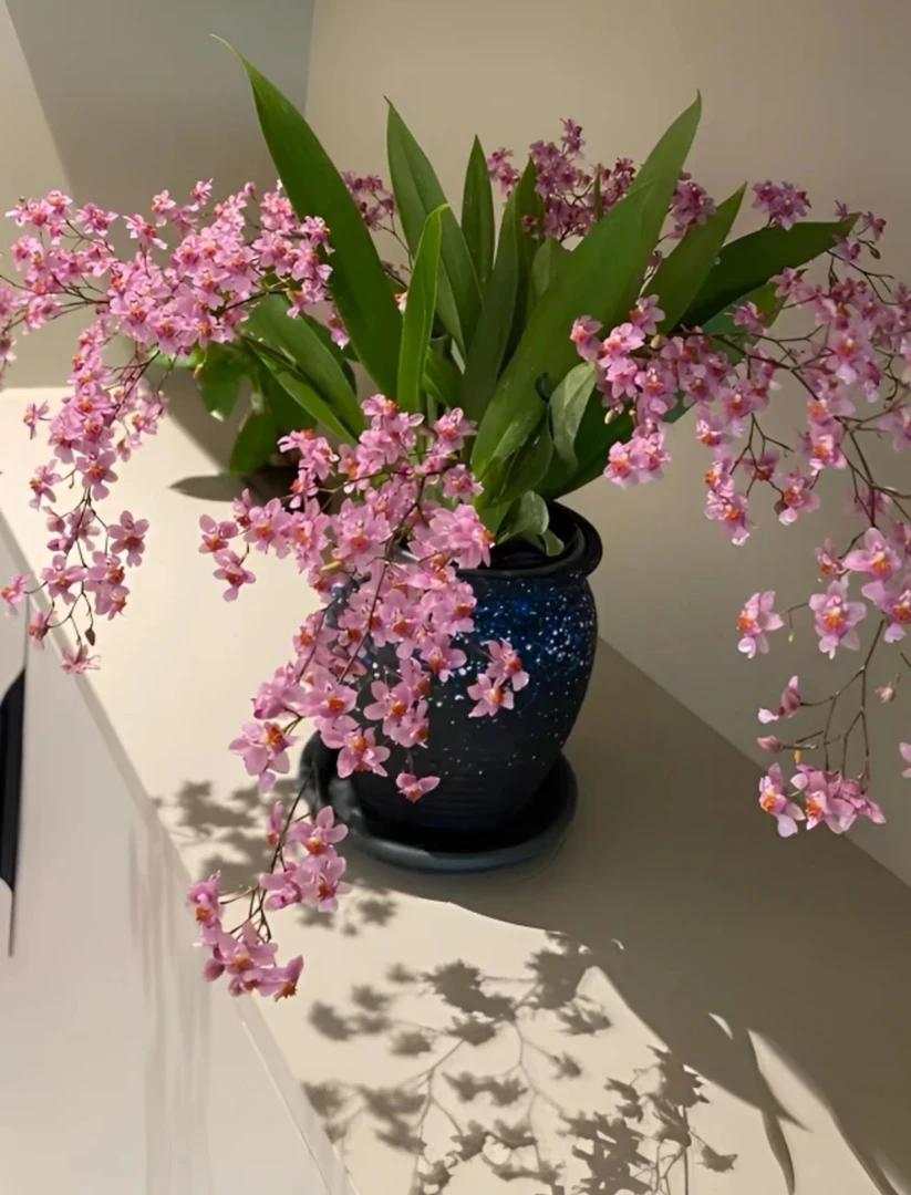 光棕粉 浓香型 粉色 奶油香网红迷你文心兰 180盆好养耐看