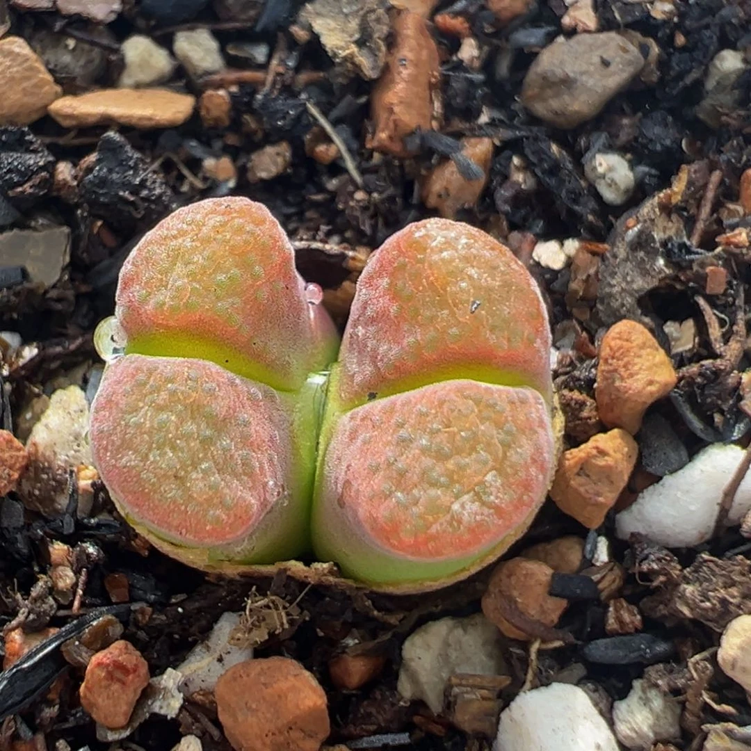 118多肉植物百科知识
