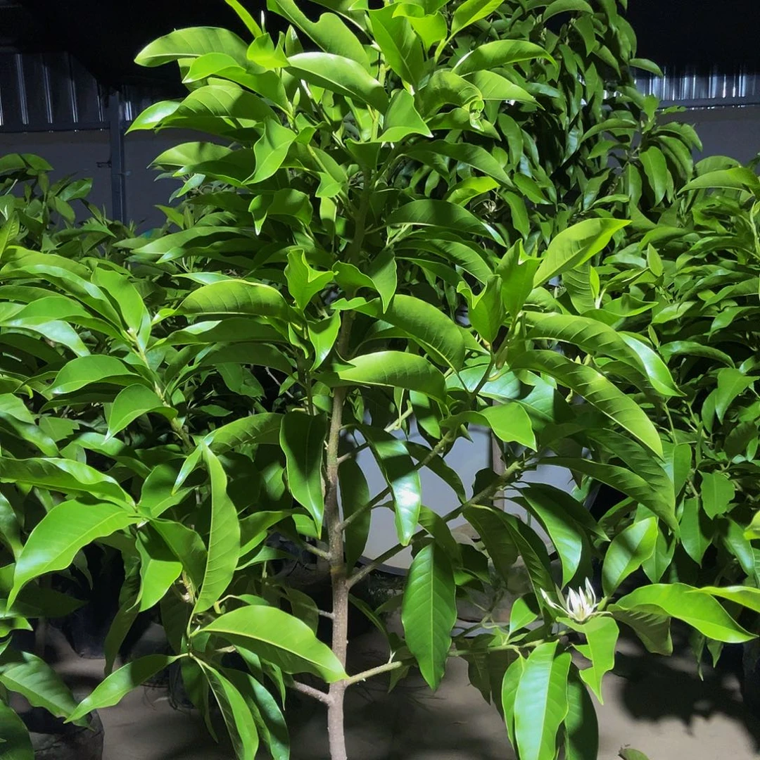 完全开放白兰花福利款100价位