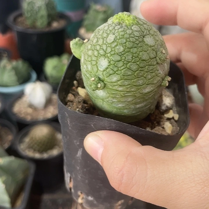 实生宁提玉仙人球一颗
