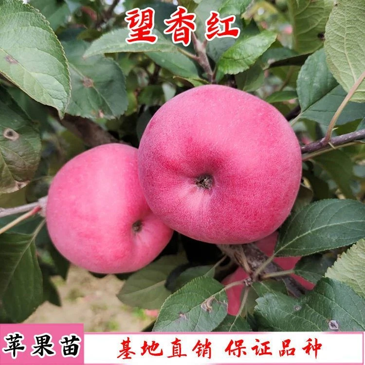 当年结果望乡红苹果苗嫁接苹果树苗盆栽地栽南方北方种植果树果苗