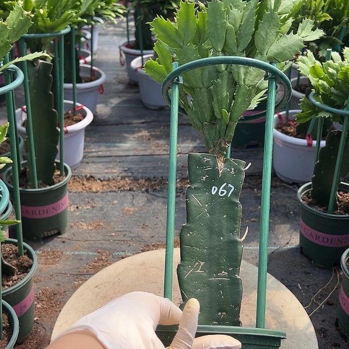 067蟹爪兰原土带花架瑕疵