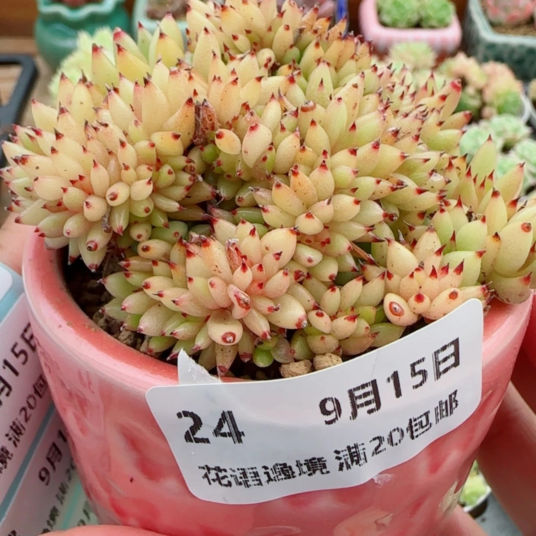 花语逸镜0915-24虎鲸缀化带盆土