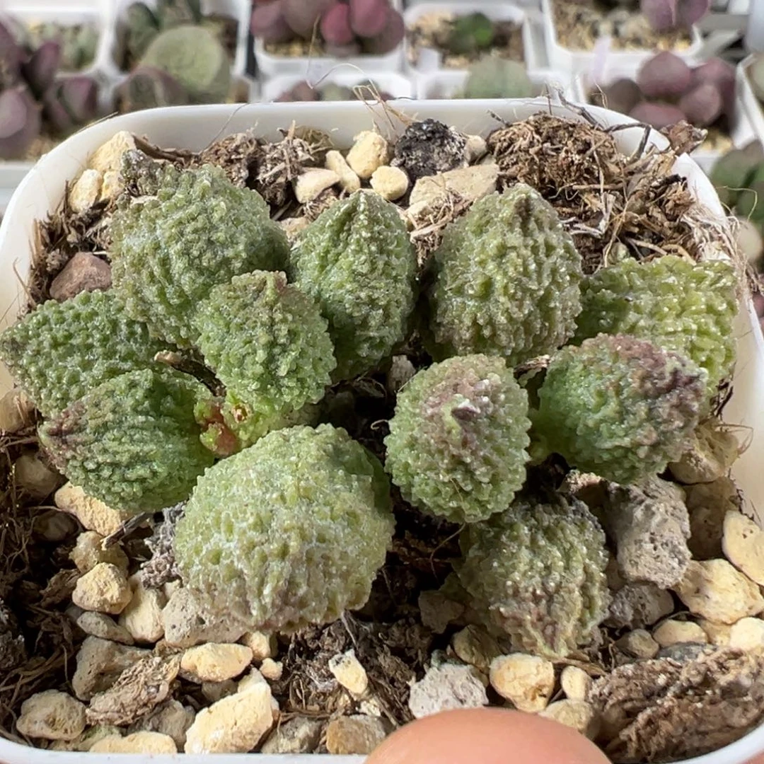 w丸叶翠绿石多肉植物水泡