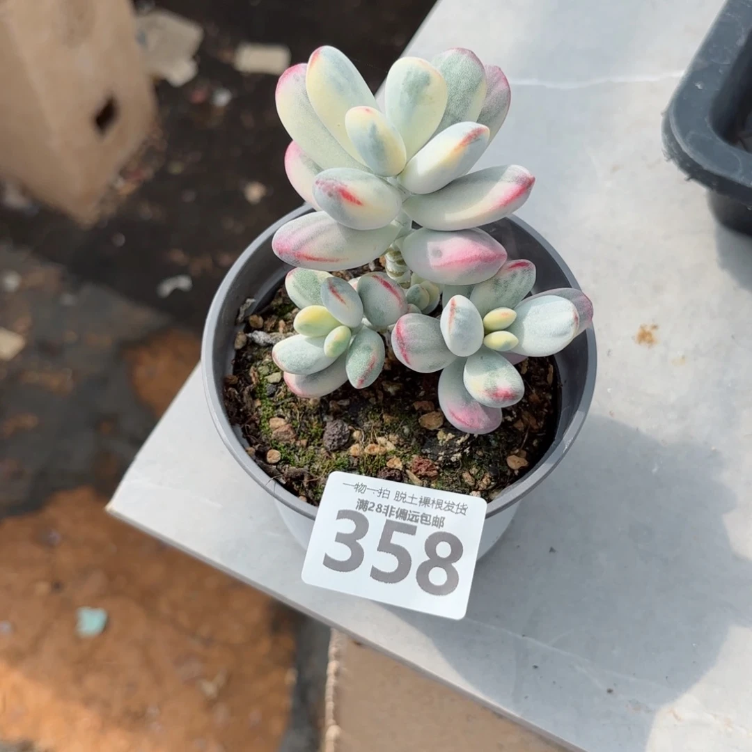 小***心乒乓福娘锦无盆土发货