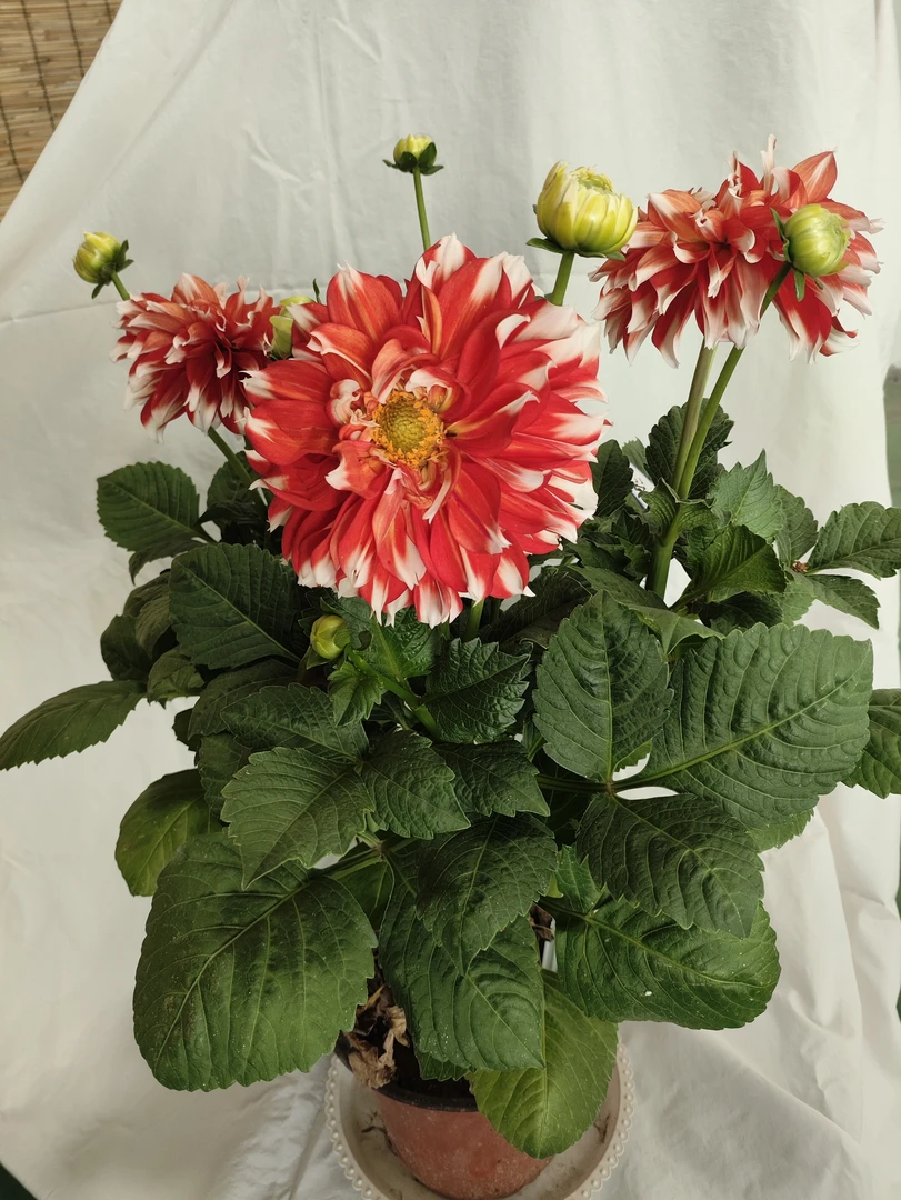 神话（大丽花）（地瓜花）办公室，阳台，地栽，盆栽