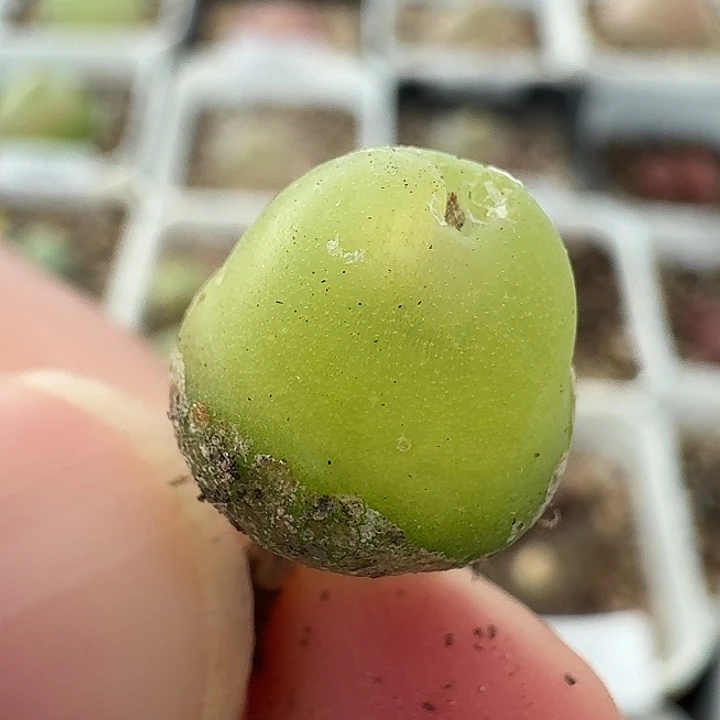 老马生石花1.2大葫芦1861