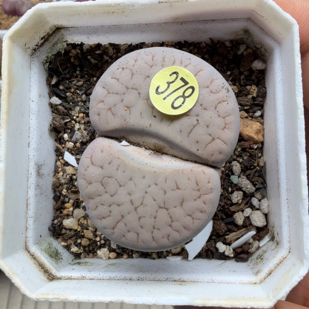 尺寸 4.4 多肉植物多肉植物多肉植物