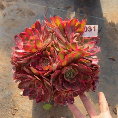 031云河朵朵多肉，