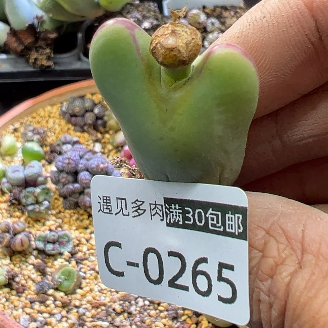 多肉植物1111111111111111