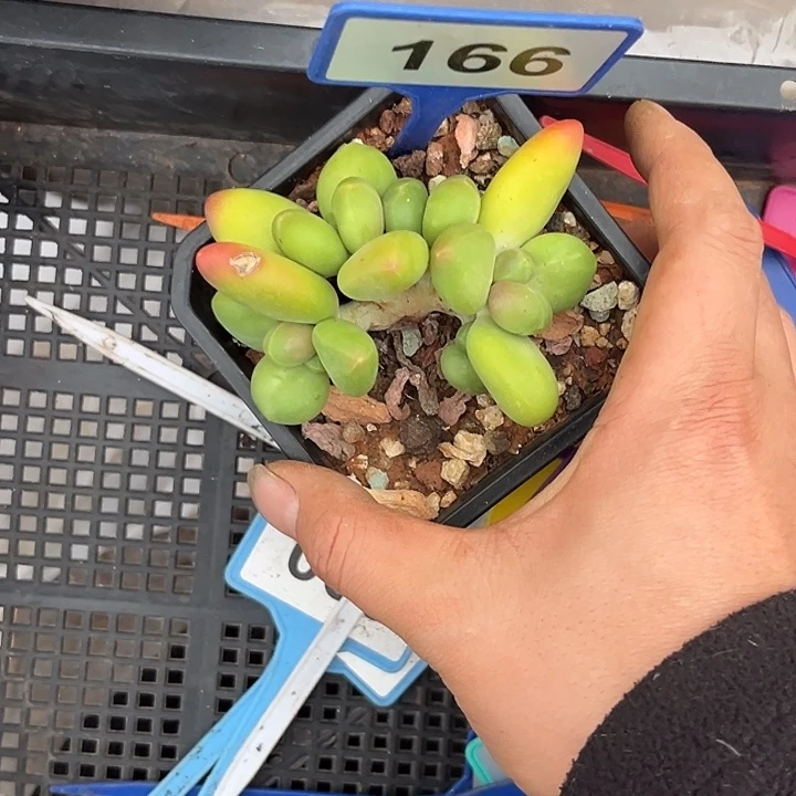 多肉植物芒果奶群166