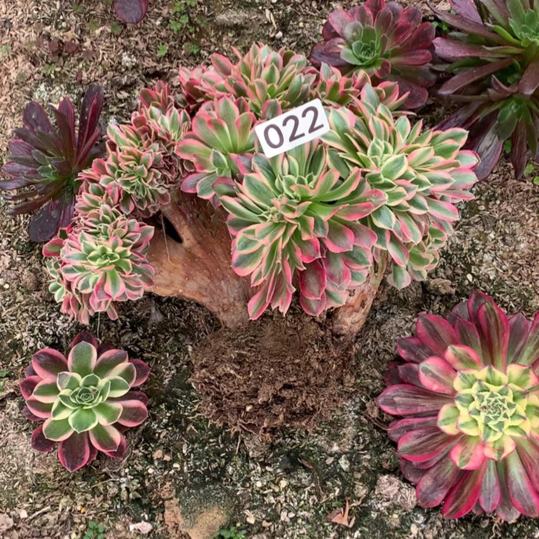 【闪购商品】22粉女巫缀