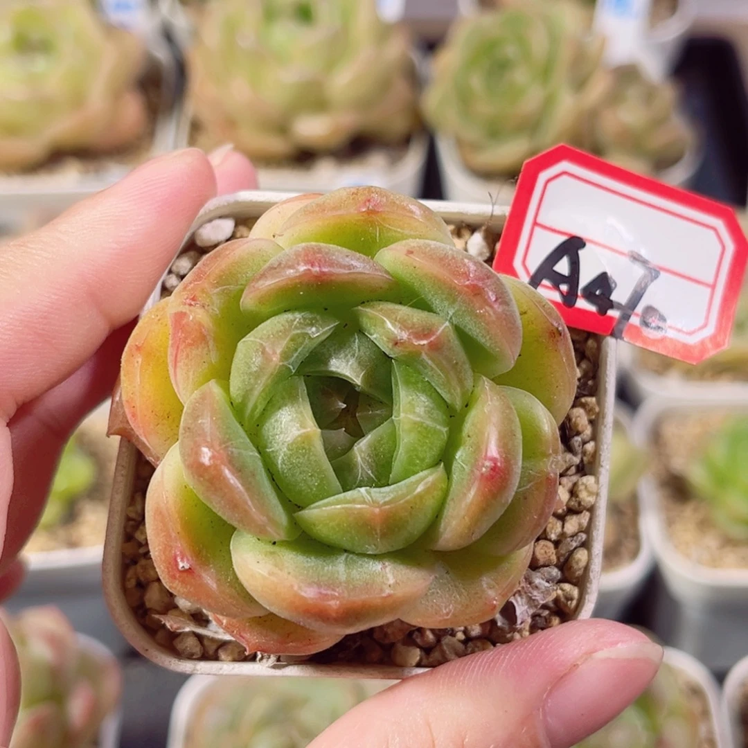 A470 一物一拍 无名氏
