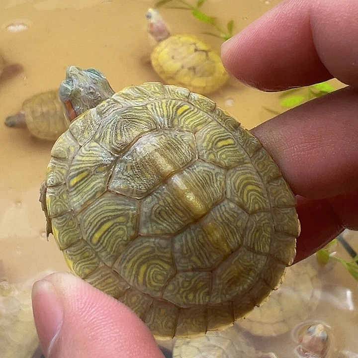 绿毛龟母巴西龟11111