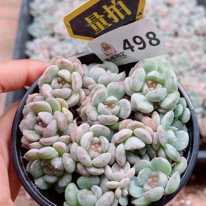 多肉植物多肉植物