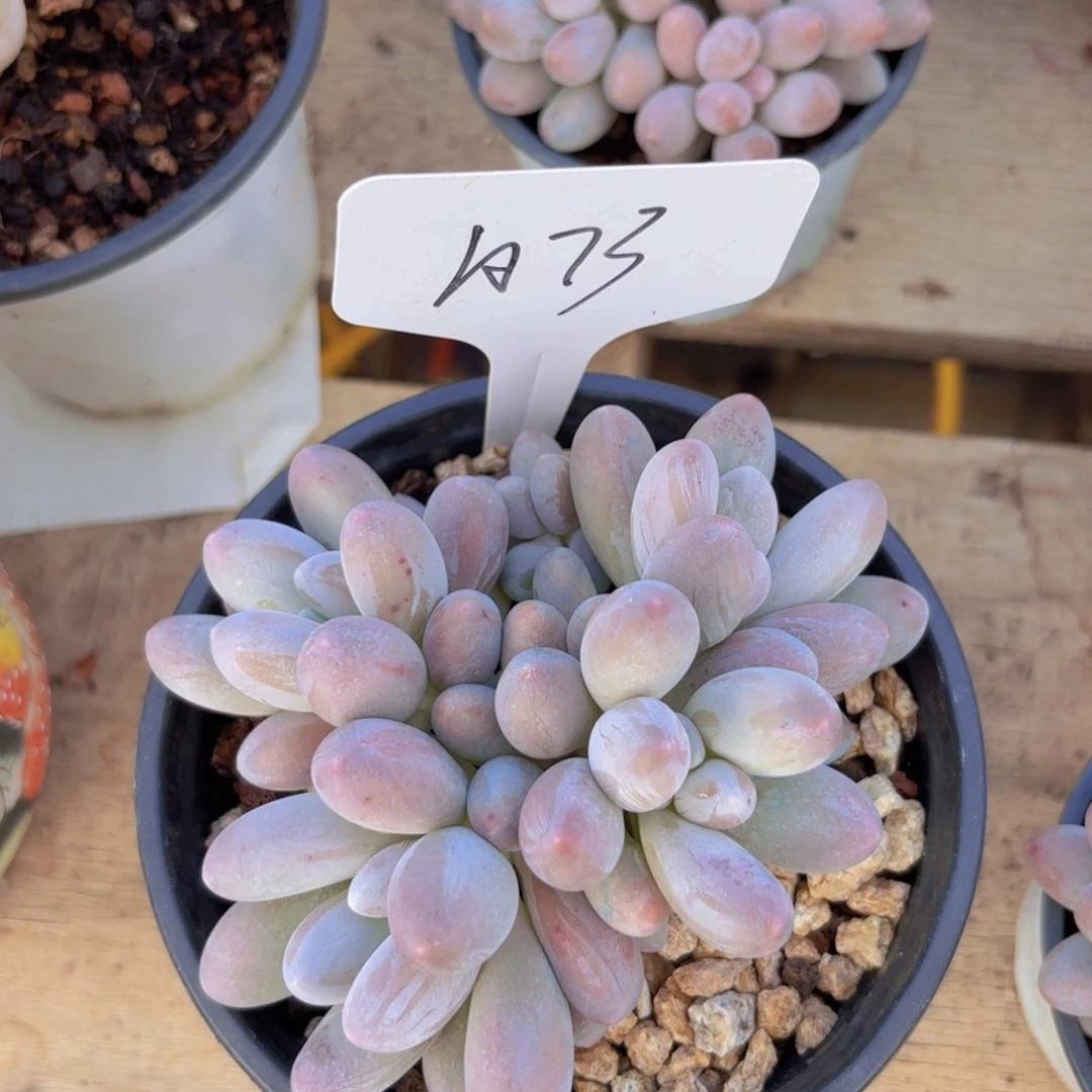 s***k我的小可爱们都好可爱