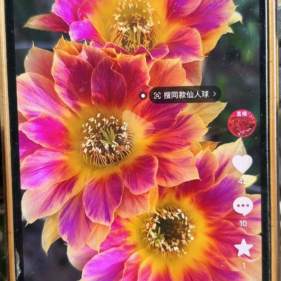 阳光明媚丽花侧牙20包邮仙人球43