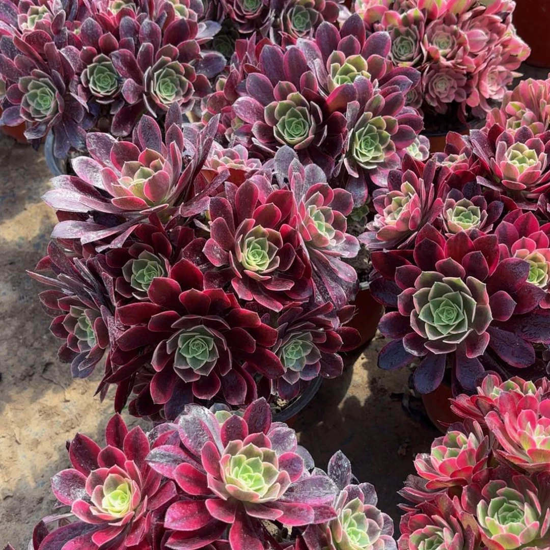 金丝雀绣球9.9多肉植物