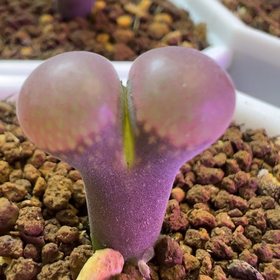 泡****专拍专拍 肉锥植物