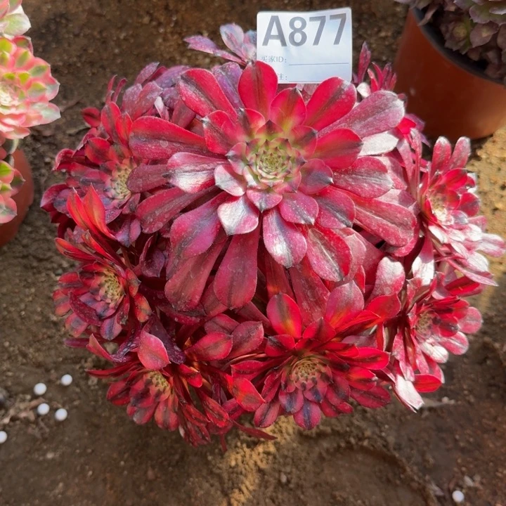 红陶风**?美姬877多肉