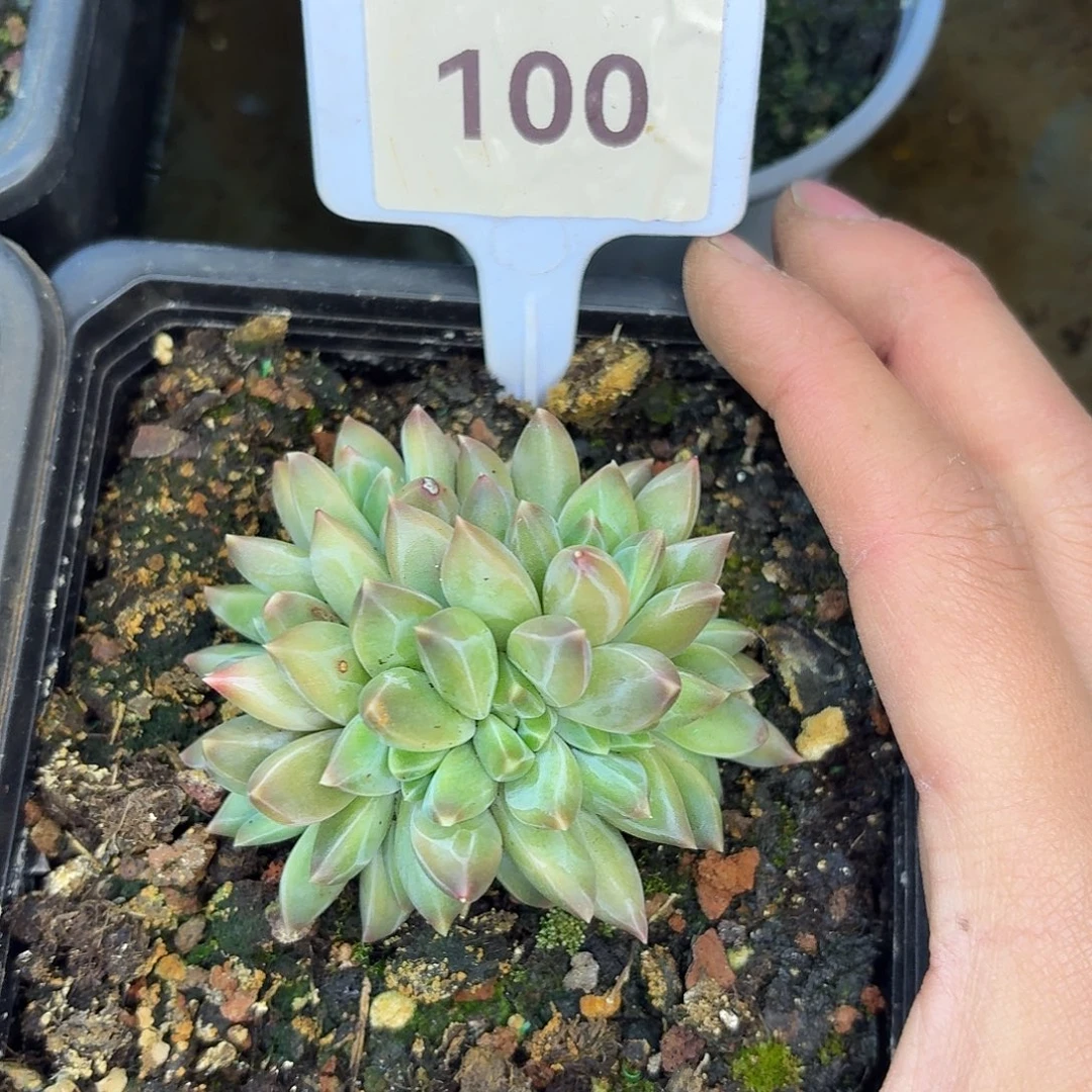 韦斯特曼888888888888888