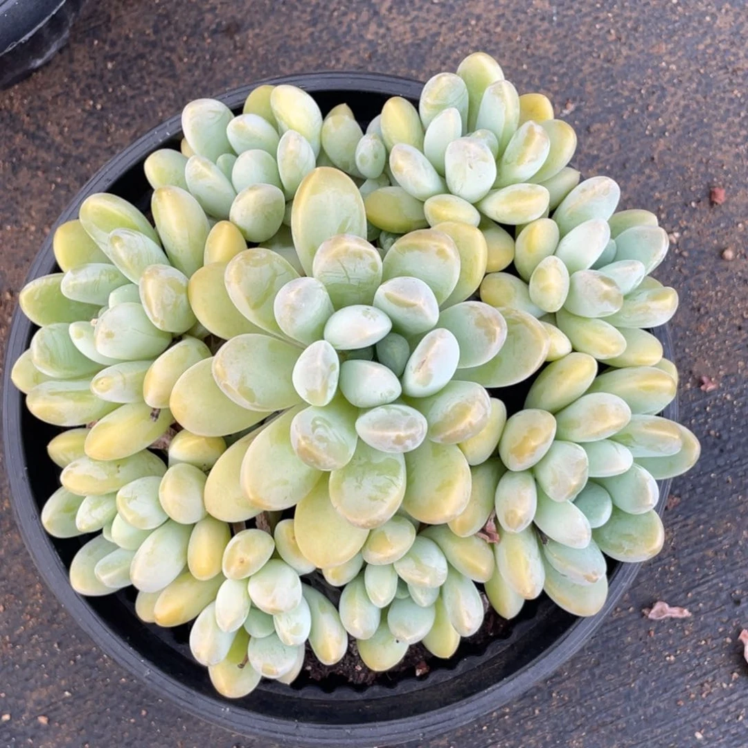 香玉群生无砍无摘58