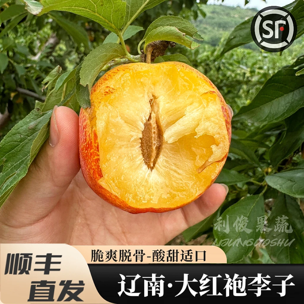 【顺丰】大红袍李子东北干碗离核樱桃李黄肉恐龙蛋辽宁营口特产水果