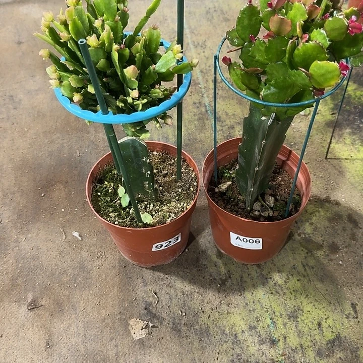 y***大部分开放少量花苞923嫁接028006嫁接037