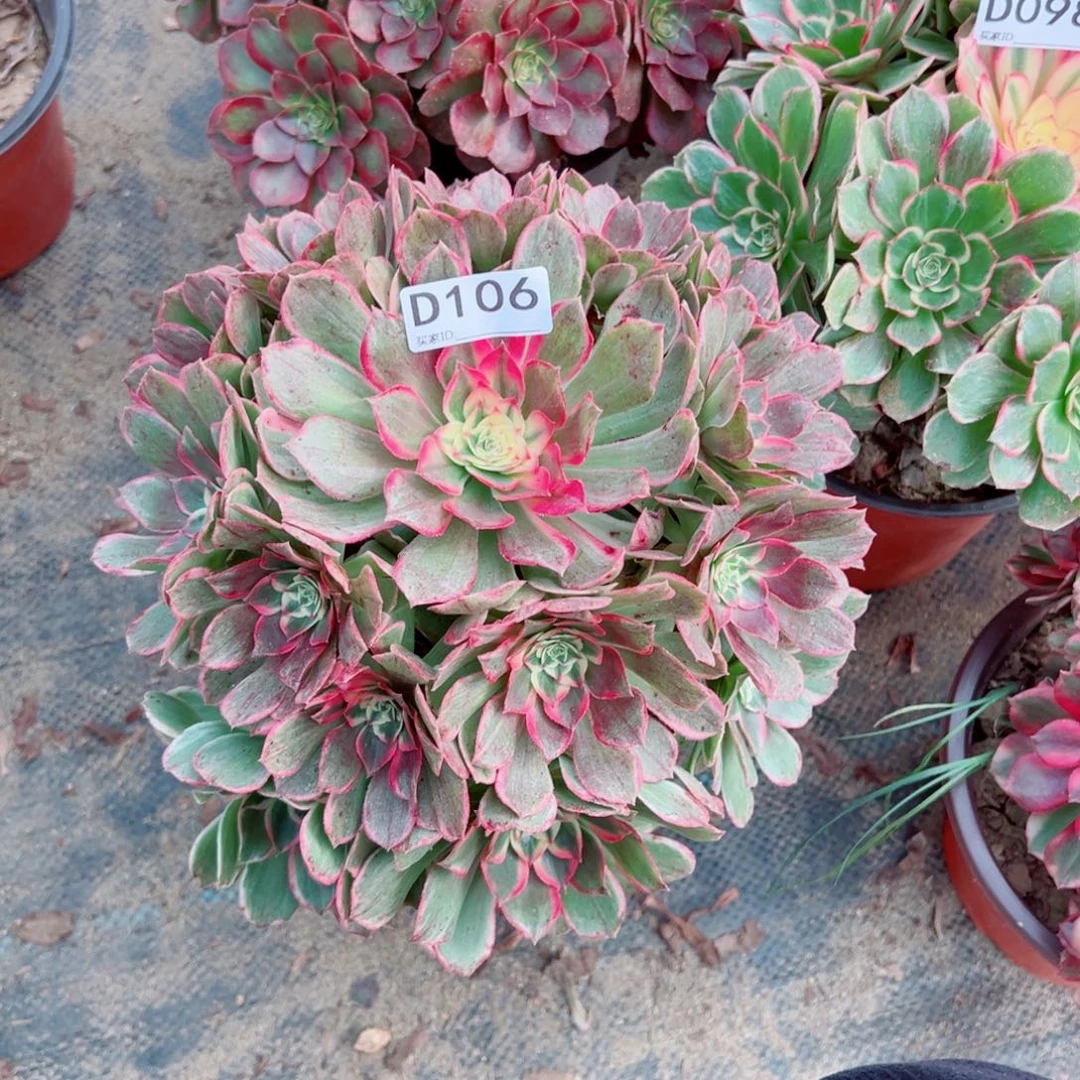 106孔雀翎多肉植物法师