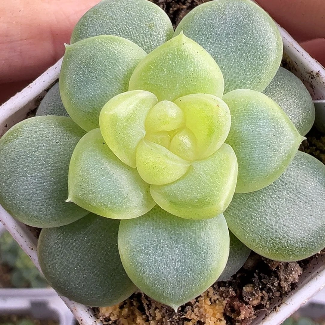 颜汐。