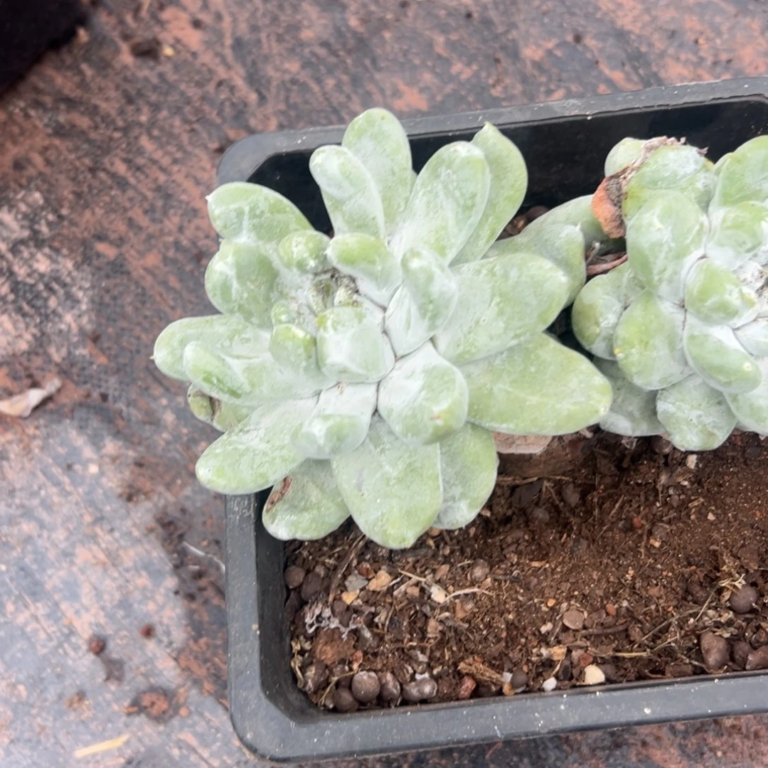 用***4谢谢姐姐～包治好9023